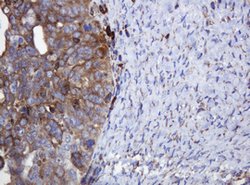 POGK Mouse anti-Human, Clone: OTI3D2, lyophilized, TrueMAB 100 &mu;g; Unconjugated:Antibodies,