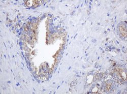 POGK Mouse anti-Human, Clone: OTI3D2, lyophilized, TrueMAB 100 &mu;g; Unconjugated:Antibodies,