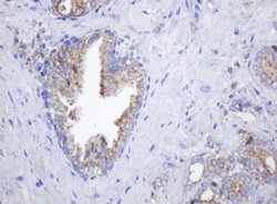 POGK Monoclonal Antibody (OTI3D2), TrueMAB , OriGene 100 &mu;L; Unconjugated:Antibodies,