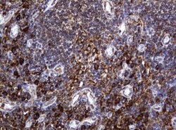 POGK Mouse anti-Human, Clone: OTI3D2, lyophilized, TrueMAB 100 &mu;g; Unconjugated:Antibodies,
