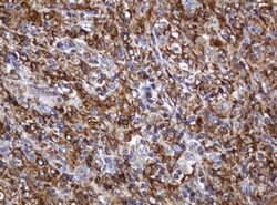 POGK Mouse anti-Human, Clone: OTI3D2, lyophilized, TrueMAB 100 &mu;g; Unconjugated:Antibodies,