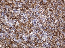 POGK Monoclonal Antibody (OTI3D2), TrueMAB , OriGene 100 &mu;L; Unconjugated:Antibodies,