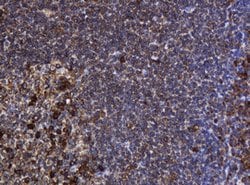 POGK Mouse anti-Human, Clone: OTI3D2, lyophilized, TrueMAB 100 &mu;g; Unconjugated:Antibodies,