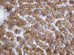 POGK Mouse anti-Human, Clone: OTI3D2, lyophilized, TrueMAB 100 &mu;g; Unconjugated:Antibodies,