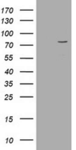 POGK Mouse anti-Human, Clone: OTI6D5, lyophilized, TrueMAB 100 &mu;g; Unconjugated:Antibodies,