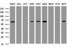 POGK Mouse anti-Human, Clone: OTI6D5, lyophilized, TrueMAB 100 &mu;g; Unconjugated:Antibodies,