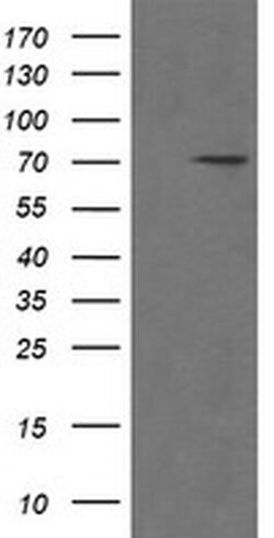 POGK Monoclonal Antibody (OTI2G8), TrueMAB , OriGene 100 &mu;L; Unconjugated:Antibodies,