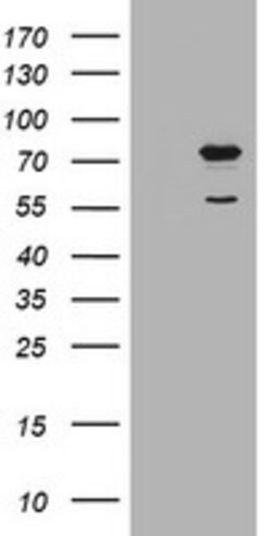 POGK Mouse anti-Human, Clone: OTI3D2, lyophilized, TrueMAB 100 &mu;g; Unconjugated:Antibodies,
