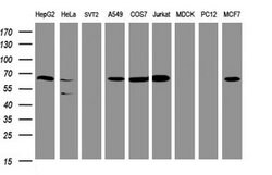 POGK Mouse anti-Human, Clone: OTI3D2, lyophilized, TrueMAB 100 &mu;g; Unconjugated:Antibodies,