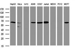 POGK Monoclonal Antibody (OTI3D2), TrueMAB , OriGene 100 &mu;L; Unconjugated:Antibodies,