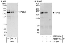 POGZ Rabbit anti-Human, Polyclonal, Bethyl Laboratories 100 &mu;l; Unlabeled:Antibodies,