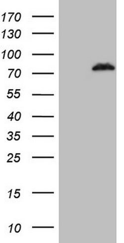 POLA2 Mouse anti-Human, Clone: OTI3G7, lyophilized, TrueMAB 100 &mu;g;