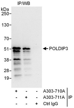 POLDIP3 Rabbit anti-Human, Polyclonal, Bethyl Laboratories 100 &mu;L; Unconjugated:Antibodies,
