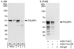 POLDIP3 Rabbit anti-Human, Polyclonal, Bethyl Laboratories 100 &mu;L; Unconjugated:Antibodies,