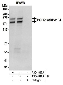 POLR1A/RPA194 Rabbit anti-Human, Polyclonal, Bethyl Laboratories 100 &mu;L;