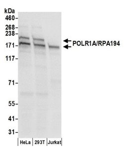 POLR1A/RPA194 Rabbit anti-Human, Polyclonal, Bethyl Laboratories 100 &mu;L;