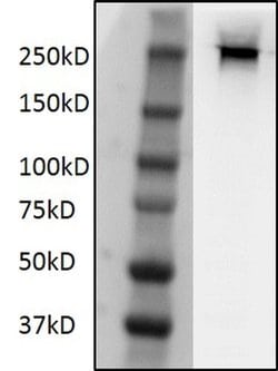 Invitrogen Phospho-RNA pol II CTD (Ser2) Monoclonal Antibody 50 &mu;g;