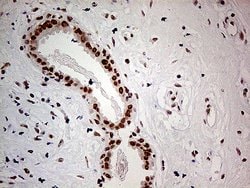 POLR2A Monoclonal Antibody (OTI1E5), TrueMAB , OriGene 100 &mu;L; Unconjugated:Antibodies,