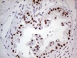 POLR2A Monoclonal Antibody (OTI1E5), TrueMAB , OriGene 100 &mu;L; Unconjugated:Antibodies,