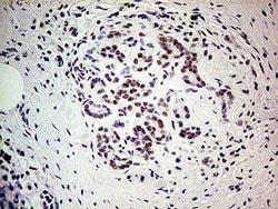 POLR2A Monoclonal Antibody (OTI1E5), TrueMAB , OriGene 100 &mu;L; Unconjugated:Antibodies,