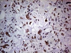 POLR2A Monoclonal Antibody (OTI1E5), TrueMAB , OriGene 100 &mu;L; Unconjugated:Antibodies,