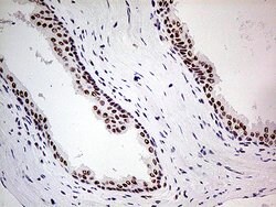 POLR2A Monoclonal Antibody (OTI1E5), TrueMAB , OriGene:Antibodies:Primary