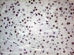 POLR2A Monoclonal Antibody (OTI1E5), TrueMAB , OriGene 100 &mu;L; Unconjugated:Antibodies,