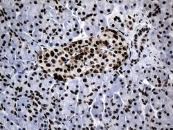 POLR2A Mouse anti-Human, Clone: OTI3C8, lyophilized, TrueMAB 100 &mu;g | Buy Online | Origene Technologies | Fisher Scientific