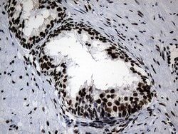 POLR2A Mouse anti-Human, Clone: OTI3C8, lyophilized, TrueMAB 100 &mu;g | Buy Online | Origene Technologies | Fisher Scientific