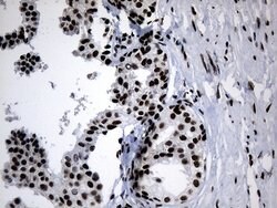 POLR2A Mouse anti-Human, Clone: OTI3C8, lyophilized, TrueMAB 100 &mu;g | Buy Online | Origene Technologies | Fisher Scientific