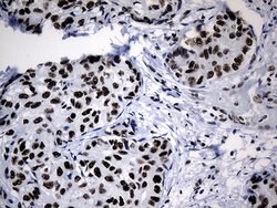 POLR2A Mouse anti-Human, Clone: OTI3C8, lyophilized, TrueMAB 100 &mu;g | Buy Online | Origene Technologies | Fisher Scientific