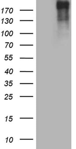 POLR2A Monoclonal Antibody (OTI1E5), TrueMAB , OriGene:Antibodies:Primary