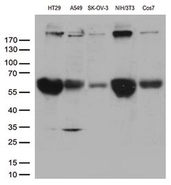POLR2A Mouse anti-Human, Clone: OTI3C8, lyophilized, TrueMAB 100 &mu;g | Buy Online | Origene Technologies | Fisher Scientific