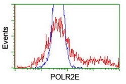POLR2E Mouse anti-Canine, Human, Mouse, Rat, Clone: OTI3B5, lyophilized,