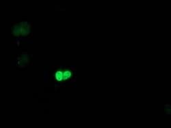 POLR2E Monoclonal Antibody (OTI2A11), TrueMAB , OriGene:Antibodies:Primary