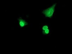 POLR2E Mouse anti-Canine, Human, Mouse, Rat, Clone: OTI3B5, lyophilized,