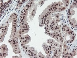 POLR2E Mouse anti-Canine, Human, Mouse, Rat, Clone: OTI3B5, lyophilized,