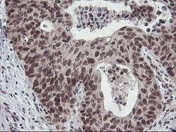 POLR2E Mouse anti-Canine, Human, Mouse, Rat, Clone: OTI3B5, lyophilized,