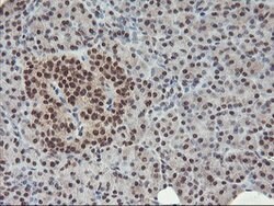 POLR2E Mouse anti-Canine, Human, Mouse, Rat, Clone: OTI3B5, lyophilized,