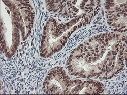 POLR2E Mouse anti-Canine, Human, Mouse, Rat, Clone: OTI3B5, lyophilized,