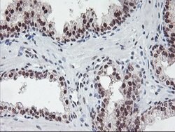 POLR2E Mouse anti-Canine, Human, Mouse, Rat, Clone: OTI3B5, lyophilized,