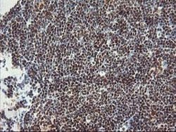 POLR2E Mouse anti-Canine, Human, Mouse, Rat, Clone: OTI3B5, lyophilized,