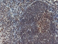POLR2E Mouse anti-Canine, Human, Mouse, Rat, Clone: OTI3B5, lyophilized,