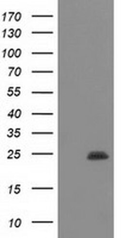 POLR2E Monoclonal Antibody (OTI3C5), TrueMAB , OriGene 100 &mu;L; Unconjugated:Antibodies,