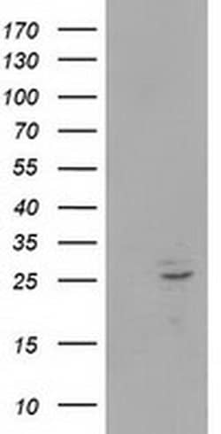 POLR2E Monoclonal Antibody (OTI2A11), TrueMAB , OriGene:Antibodies:Primary