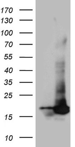 POLR2H Mouse anti-Human, Clone: OTI5A1, lyophilized, TrueMAB 100 &mu;g;