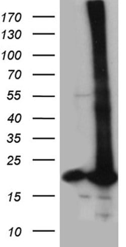 POLR2H Mouse anti-Human, Clone: OTI4A12, lyophilized, TrueMAB 100 &mu;g;