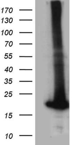 POLR2H Monoclonal Antibody (OTI6E10), TrueMAB , OriGene:Antibodies:Primary