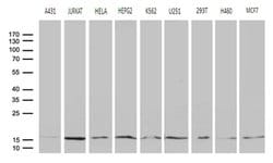 POLR2H Monoclonal Antibody (OTI6E10), TrueMAB , OriGene:Antibodies:Primary