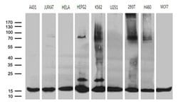 POLR2H Monoclonal Antibody (OTI3C10), TrueMAB , OriGene:Antibodies:Primary
